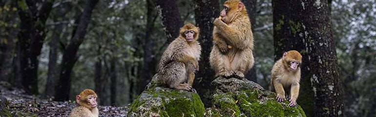 Fes to Middle Atlas Excursions